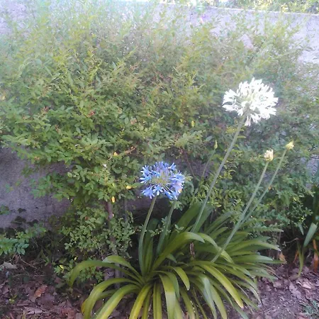 Casa vacanze Casa Do Fiscal *