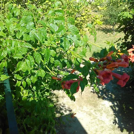 Casa Do Fiscal Barroselas