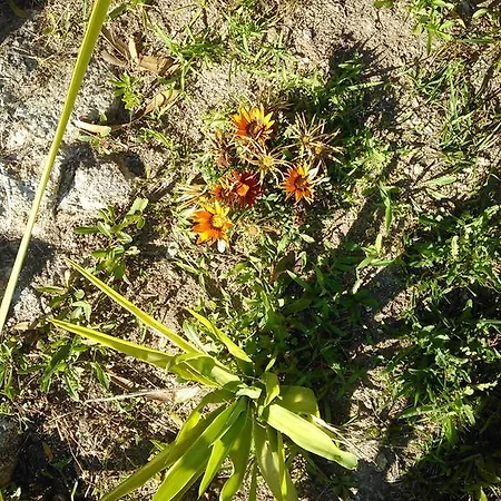 Casa Do Fiscal Barroselas