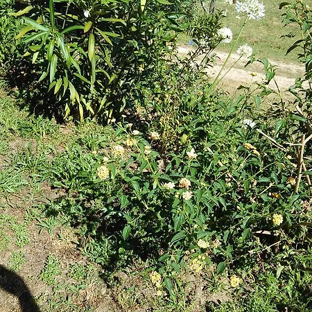 Casa vacanze Casa Do Fiscal