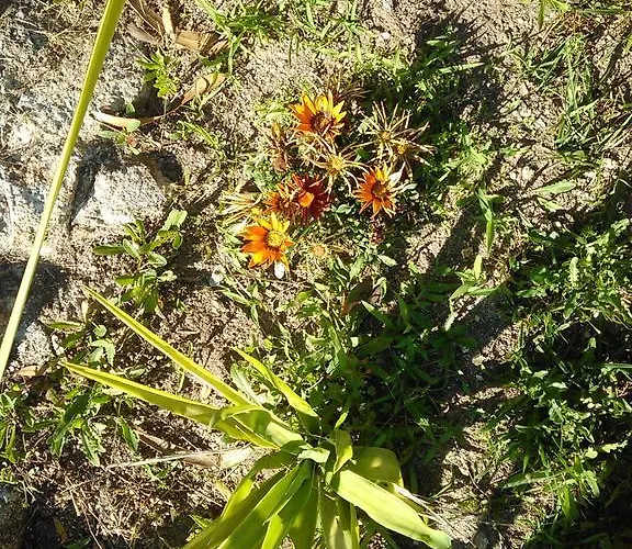 Casa Do Fiscal Barroselas